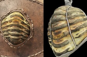 This Historic Roman Artifact Is Additionally a 453 Million-Yr-Previous Fossil