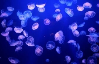 Jellyfish Overpower Nuclear Energy Plant in Present of Pressure From Mom Nature