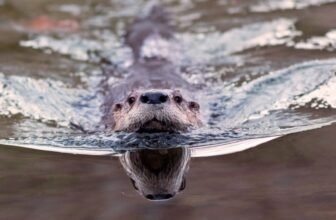 ‘Bizarre Trying’ Otter Poo Reveals an Surprising Function in Parasite Management