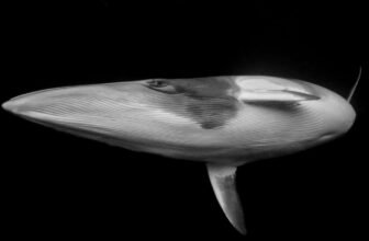 Dive Into the Most Breathtaking Ocean Pictures of the Yr