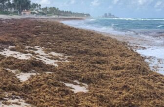 One thing Enormous and Brown Is Taking Over the Atlantic Ocean