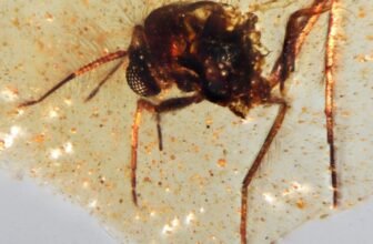 Scientists Simply Discovered South America’s First Amber-Preserved Bugs—and They’re Gorgeous
