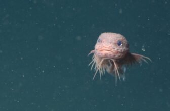 These Newly Found Deep-Sea Snailfish Simply Turned Our Newest Obsession