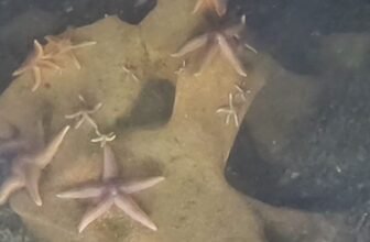 Sunken World Warfare II Particles Has Change into Surprisingly Helpful for Sea Creatures