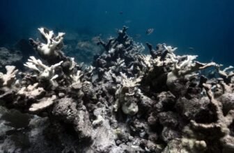 New Report Finds Certainly one of Earth’s Most Treasured Ecosystems Has Already Crossed a Scary Local weather Tipping Level