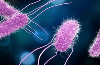 Scientists Are Testing a Vaccine for Meals Poisoning. It Cannot Come Quickly Sufficient